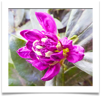 FIRST RHODEDENDRON BUD - Jan Hodson